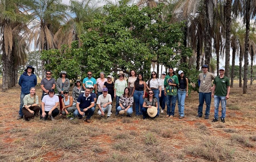 Produ&ccedil;&atilde;o de mudas e uso de esp&eacute;cies nativas do Cerrado em sistemas integrados e na recupera&ccedil;&atilde;o de &aacute;reas degradadas &eacute; tema de oficina na Embrapa Cerrados