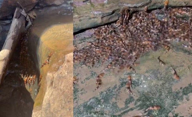 Bagre &eacute; flagrado &ldquo;escalando&rdquo; cachoeiras em Mato Grosso do Sul e intriga pesquisadores da UFMS