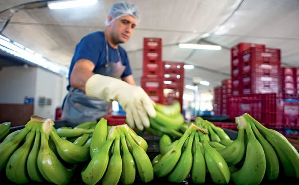 Em defesa da produ&ccedil;&atilde;o interna, deputada do PL quer impedir que Brasil compre bananas do exterior