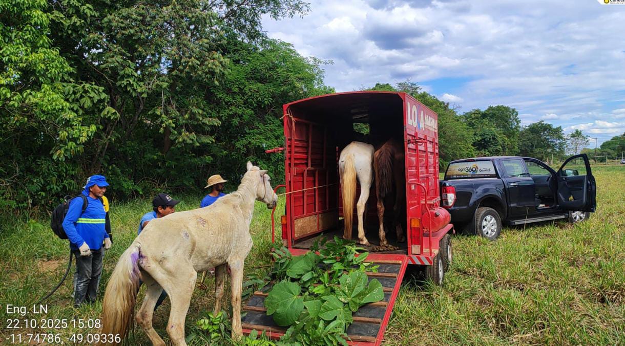 Prefeitura de Gurupi e BPMA recolhem quatro cavalos em situa&ccedil;&atilde;o de maus tratos no setor Jardim das Bandeiras