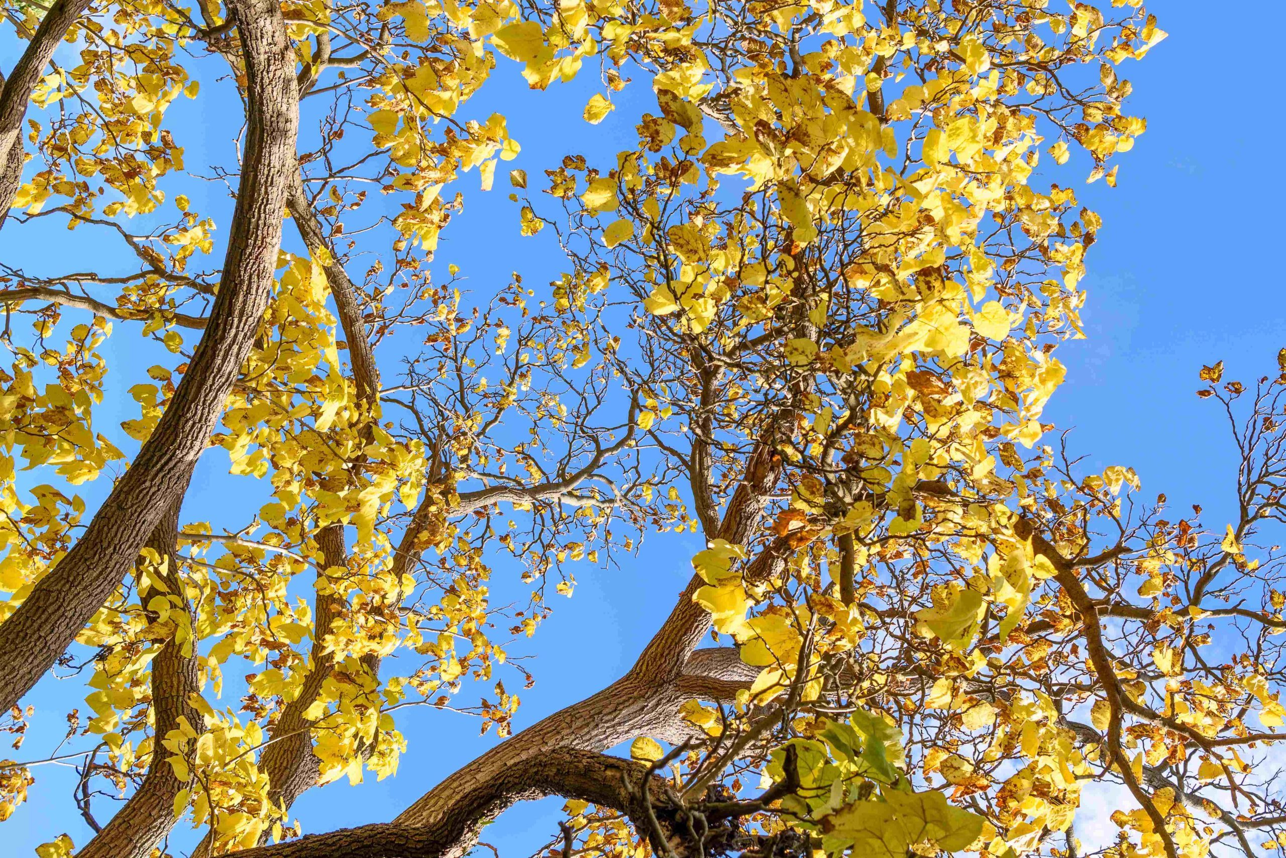 Primavera no Tocantins tem varia&ccedil;&atilde;o de clima e exige aten&ccedil;&atilde;o com a imunidade e alimenta&ccedil;&atilde;o saud&aacute;vel
