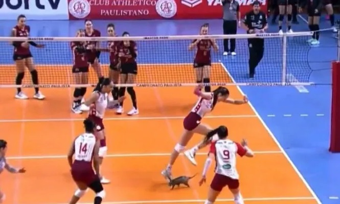 Gamb&aacute; invade quadra e assusta jogadoras durante semifinal entre Osasco e Barueri