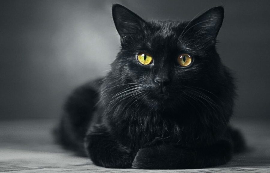 Cidade espanhola pro&iacute;be ado&ccedil;&atilde;o de gatos pretos durante o Halloween para evitar rituais e maus-tratos