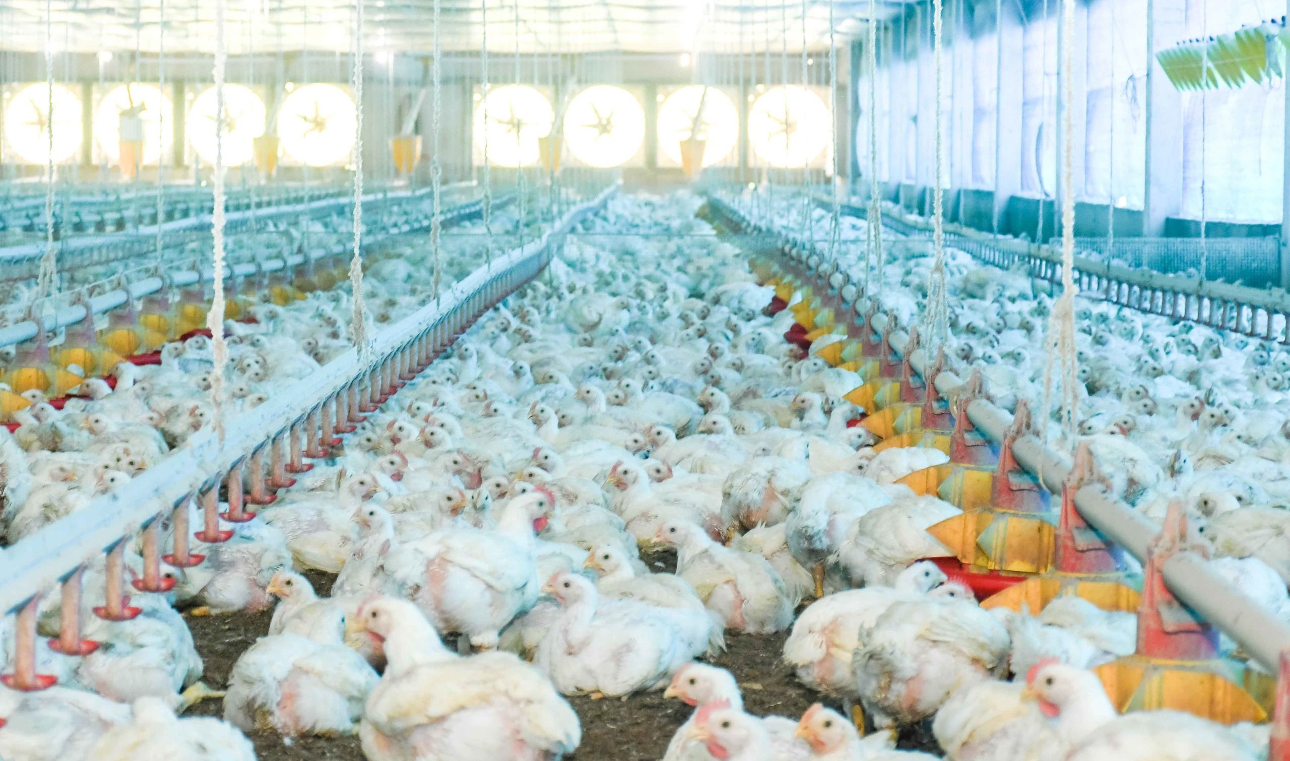 Com prorroga&ccedil;&atilde;o do estado de emerg&ecirc;ncia zoossanit&aacute;ria para gripe avi&aacute;ria por mais 180 dias, Adapec orienta produtores a manterem os cuidados