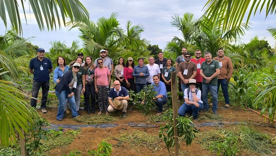 Pesquisa e capacita&ccedil;&atilde;o buscam impulsionar o cultivo sustent&aacute;vel de a&ccedil;a&iacute; irrigado no Cerrado