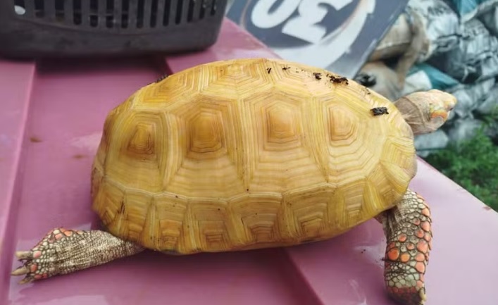 Jabuti albino raro &eacute; encontrado no Parque Cesamar e ser&aacute; levado para estudos em Bras&iacute;lia