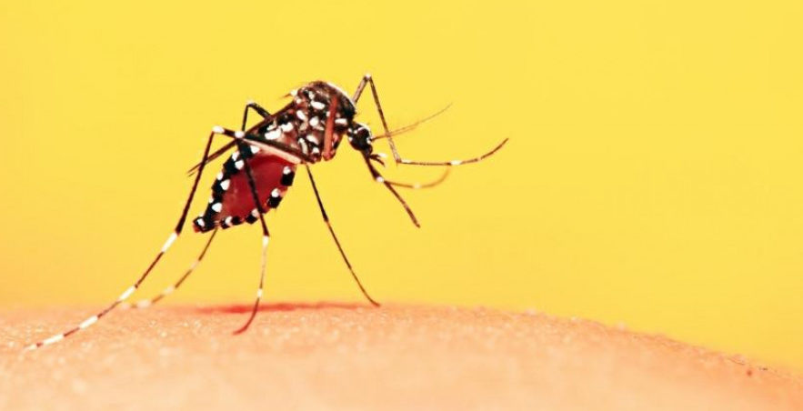 O que est&aacute; por tr&aacute;s do avan&ccedil;o r&aacute;pido da dengue em Aragua&iacute;na? Casos disparam