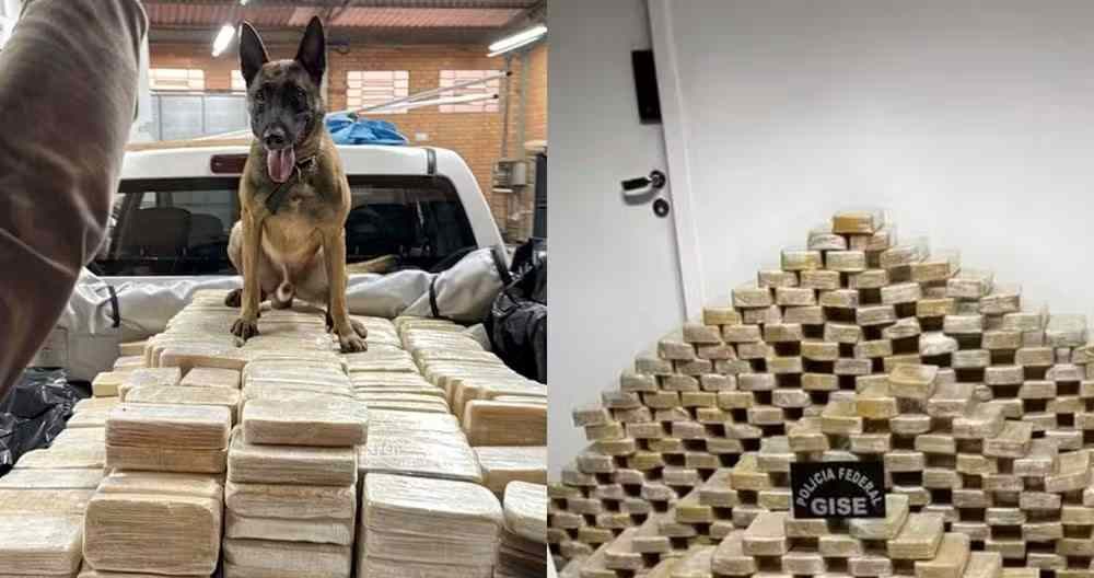 C&atilde;o farejador revelou pista decisiva para PF achar bunker com 613 kg de coca&iacute;na em Blumenau SC