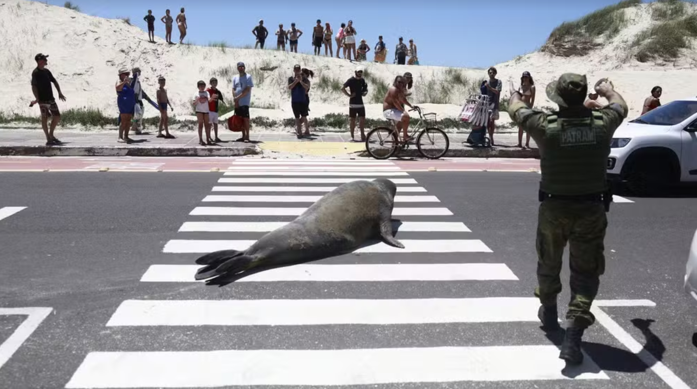 Elefante-marinho invade Avenida Beira Mar em Tramanda&iacute; RS