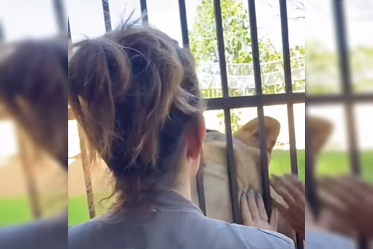 Veterin&aacute;ria da PB exibe rela&ccedil;&atilde;o d&oacute;cil com leoa que matou rapaz e afirma: &ldquo;N&atilde;o &eacute; vil&atilde;&rdquo;; veja v&iacute;deo