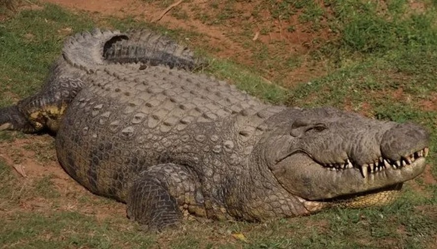 Gustave: o crocodilo gigante apontado como respons&aacute;vel por mais de 200 mortes na &Aacute;frica