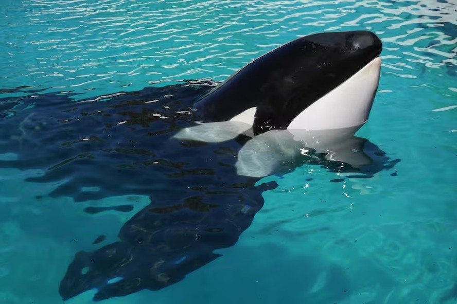 Morre Kshamenk, &uacute;ltima orca em cativeiro na Am&eacute;rica do Sul, aos 36 anos