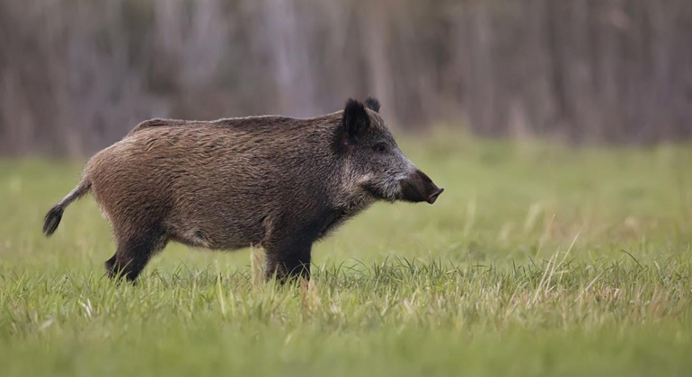 Espanha confirma nove javalis mortos por peste su&iacute;na africana perto de Barcelona