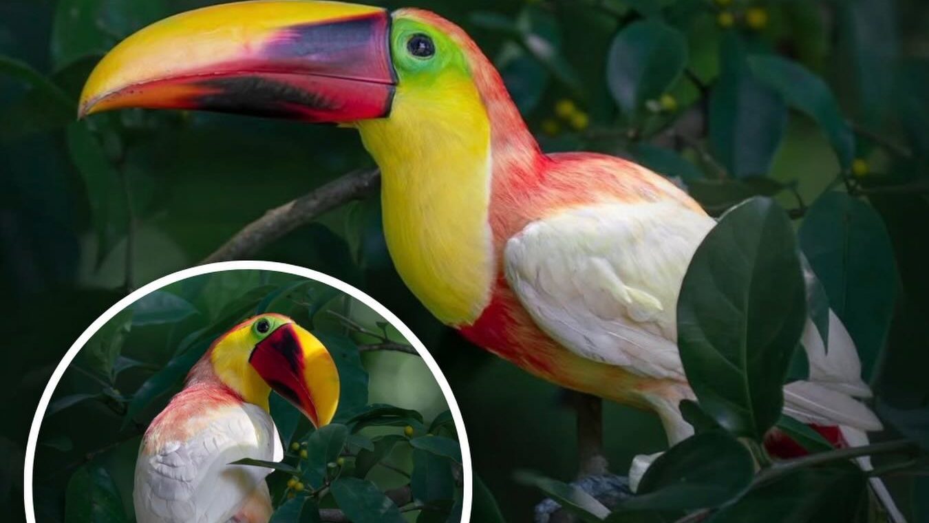 Tucano de plumagem totalmente branca &eacute; registrado como fen&ocirc;meno raro e desperta interesse cient&iacute;fico