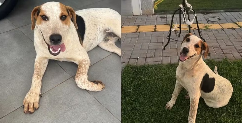 Ap&oacute;s caso do c&atilde;o Orelha, mais um cachorro comunit&aacute;rio &eacute; encontrado morto com marca de tiro