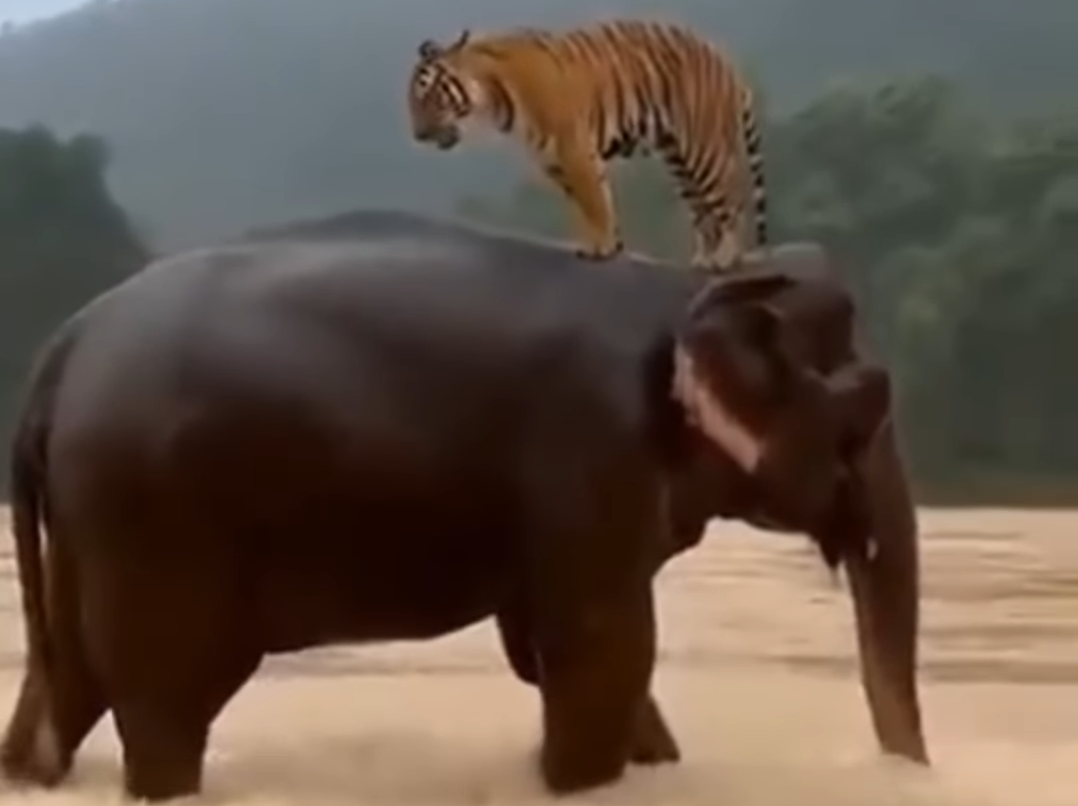 Elefante de Sumatra salva tigre durante enchentes e v&iacute;deo viraliza nas redes
