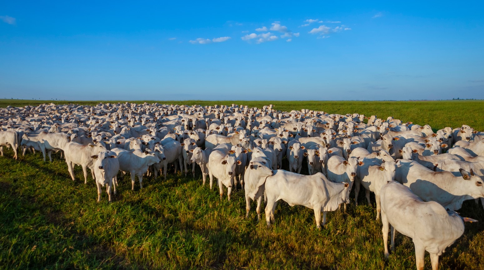 Veja quais s&atilde;o os munic&iacute;pios com maior rebanho bovino do Brasil; confira o ranking