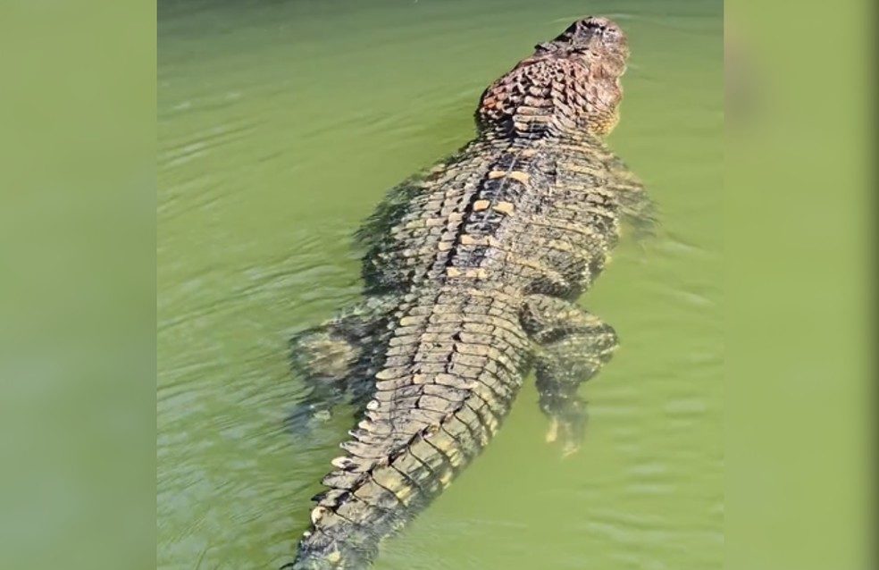 Jacar&eacute; registrado em ilha no Tocantins &eacute; considerado o maior da Am&eacute;rica do Sul