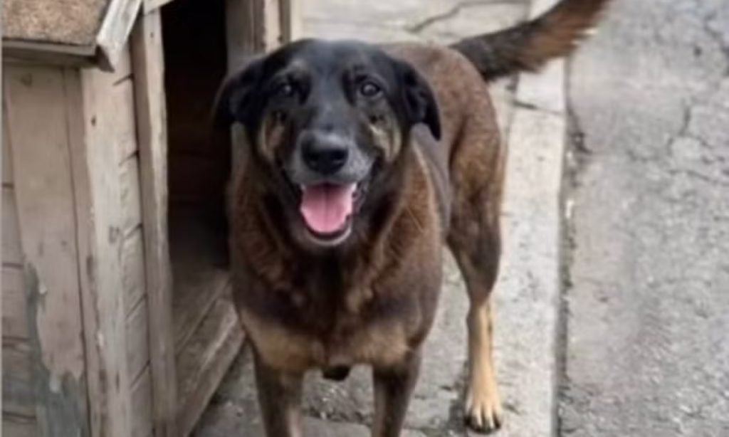 Justi&ccedil;a de SC autoriza exuma&ccedil;&atilde;o do c&atilde;o Orelha e investiga&ccedil;&atilde;o avan&ccedil;a em caso de maus-tratos