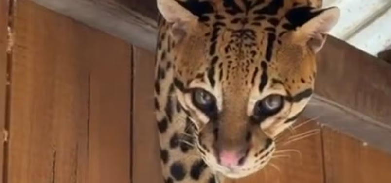Jaguatirica surpreende moradores ao aparecer em telhado de casa ap&oacute;s temporal; v&iacute;deo repercute nas redes