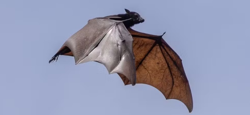 V&iacute;rus Nipah pode chegar ao Brasil? Surto reacende alerta global e chama aten&ccedil;&atilde;o para morcego gigante