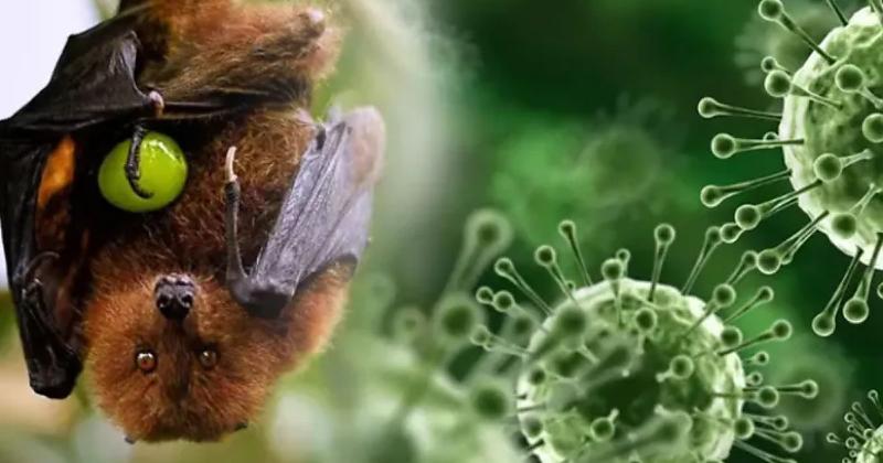 &Iacute;ndia confirma novos casos de v&iacute;rus Nipah e decreta quarentena em regi&atilde;o afetada