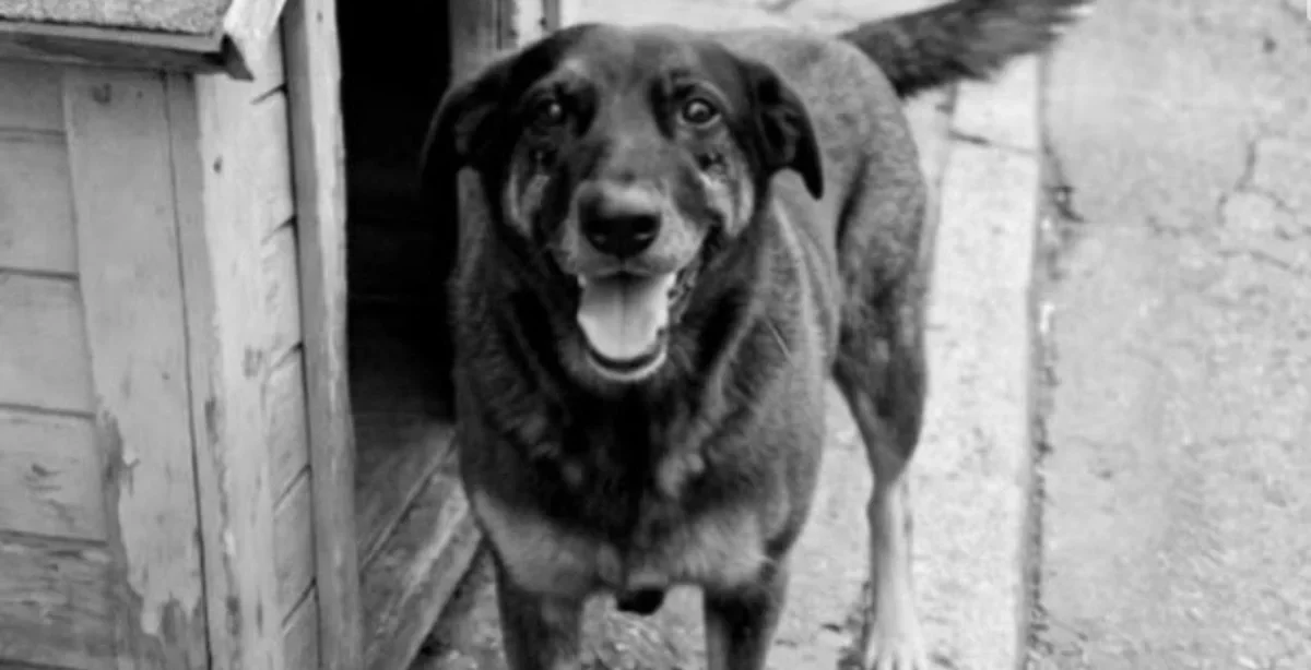 MPSC conclui que c&atilde;o Orelha morreu de causa natural e inocenta adolescentes