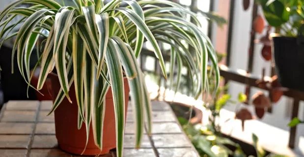 Planta-aranha (Chlorophytum comosum) ganha destaque por melhorar qualidade do ar em ambientes internos