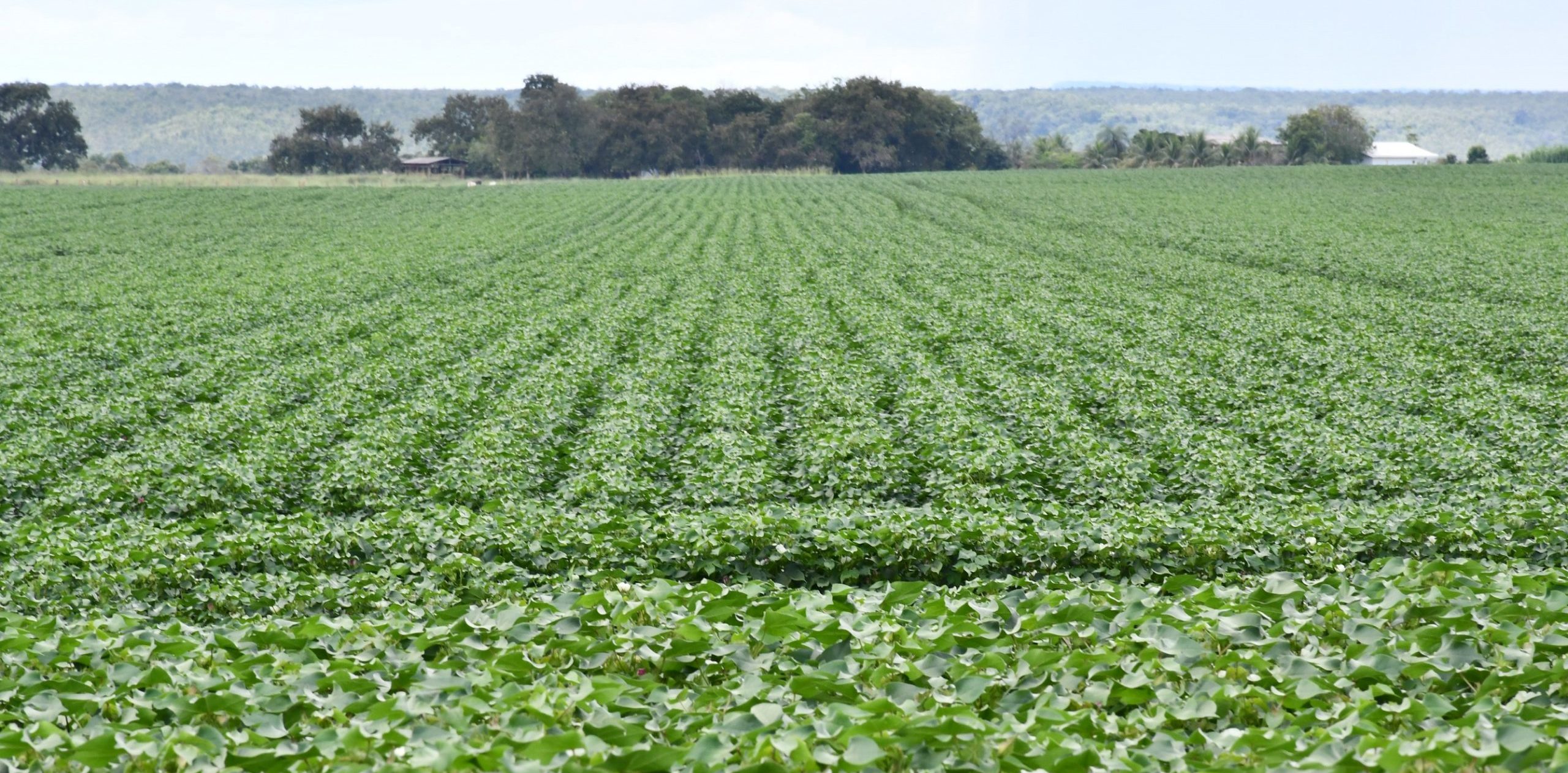 Adapec abre janela de plantio do algod&atilde;o segunda safra no Tocantins