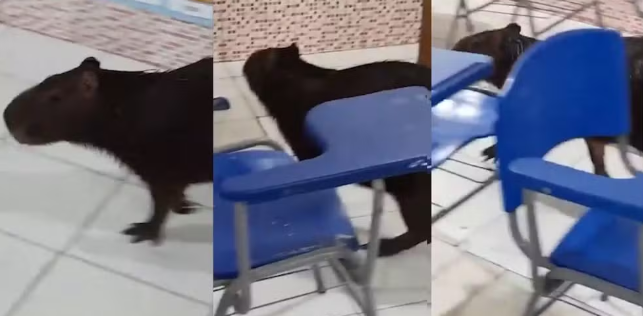 Capivara &eacute; flagrada dentro de sala de aula em escola de Bragan&ccedil;a, no Par&aacute;; Veja o v&iacute;deo