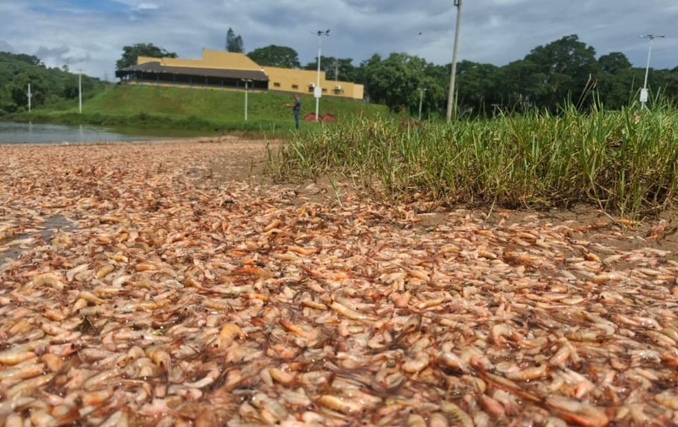 Mortandade de camar&otilde;es no Rio Tiet&ecirc; mobiliza &oacute;rg&atilde;os ambientais no interior paulista