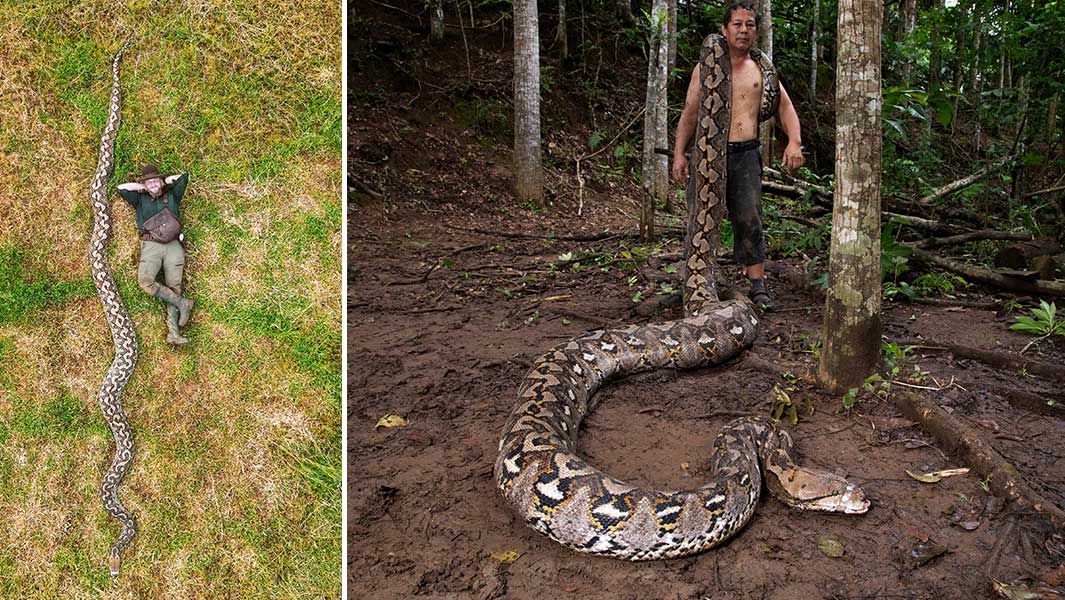 Cobra de 7 metros entra para o Guinness como a maior j&aacute; medida na natureza