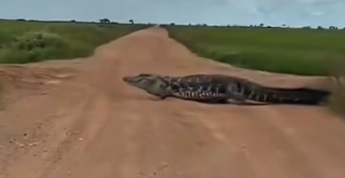 Jacar&eacute;-a&ccedil;u gigante &eacute; flagrado atravessando estrada no sul do Tocantins; v&iacute;deo impressiona