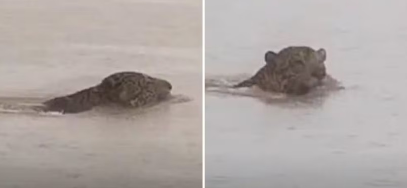 V&iacute;deo impressiona ao mostrar on&ccedil;a-pintada atravessando o Rio Araguaia