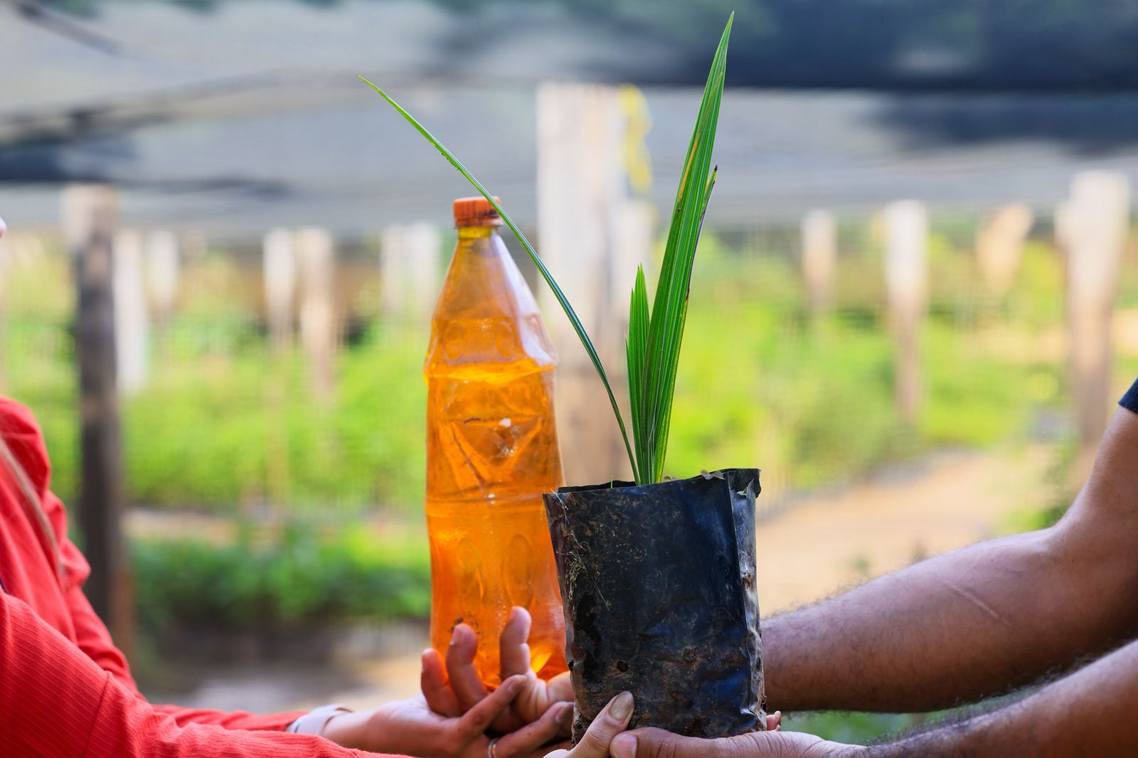 Prefeitura de Palmas doa mais de 1.500 mudas frut&iacute;feras e nativas em pouco mais de 30 dias
