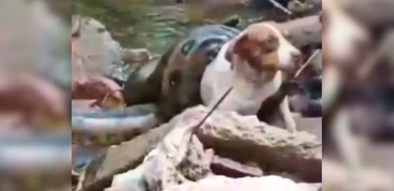 V&iacute;deo flagra sucuri de seis metros enrolada em cachorra ap&oacute;s ataque em &aacute;rea urbana