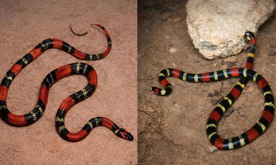 Cobra coral verdadeira x falsa: saiba como identificar e evitar perigo