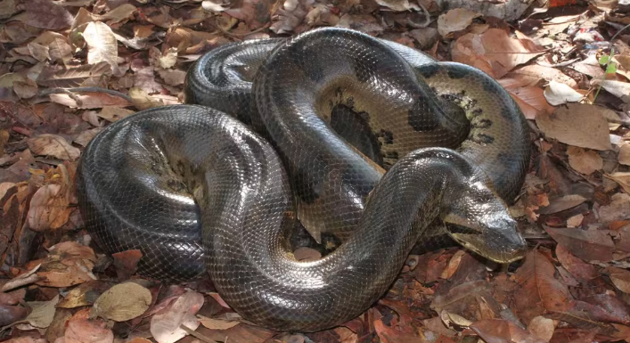 Sucuri no Tocantins: for&ccedil;a e tamanho colocam esp&eacute;cie entre as maiores cobras do planeta