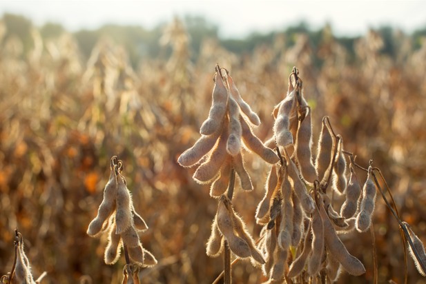 Bioestimulantes de alga marinha aumentam produtividade da soja no Brasil