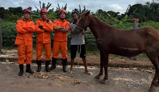 Bombeiros resgatam &eacute;gua que caiu em fossa s&eacute;ptica em Gurupi TO