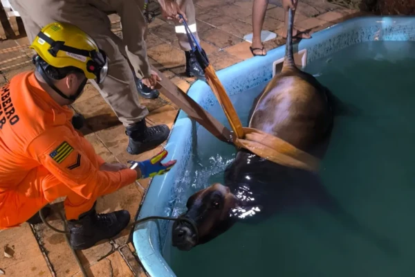 Bombeiros resgatam vaca que caiu dentro de piscina em Goianira GO