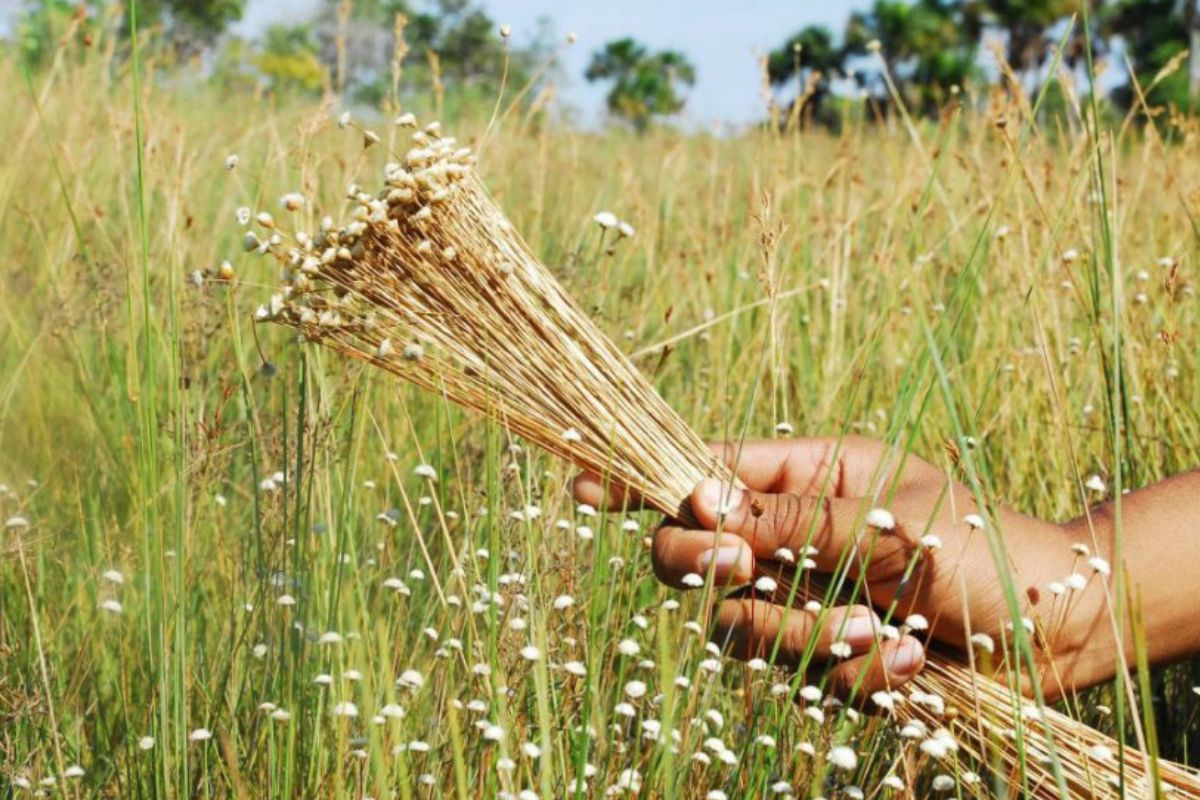 Ouro que brota da terra: capim dourado &uacute;nico no mundo sustenta tradi&ccedil;&atilde;o e gera renda em comunidade do Brasil
