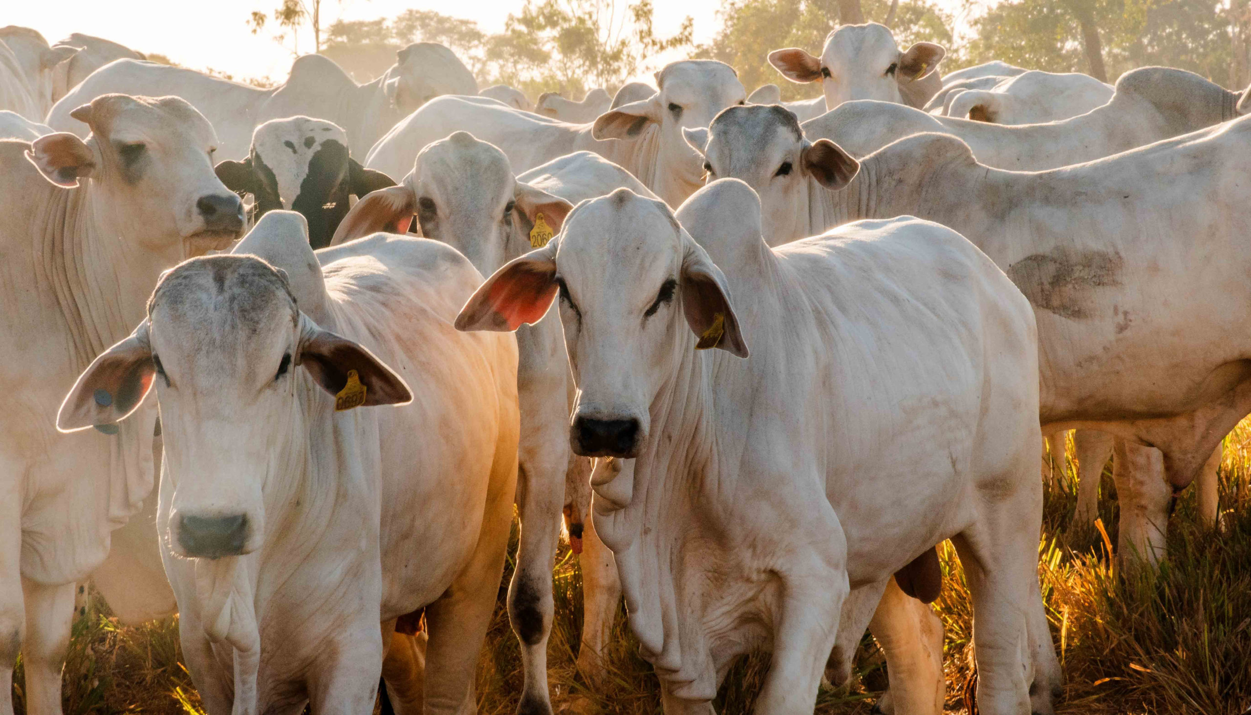 Cota da China pode reduzir pre&ccedil;o da carne bovina no Brasil; entenda o impacto