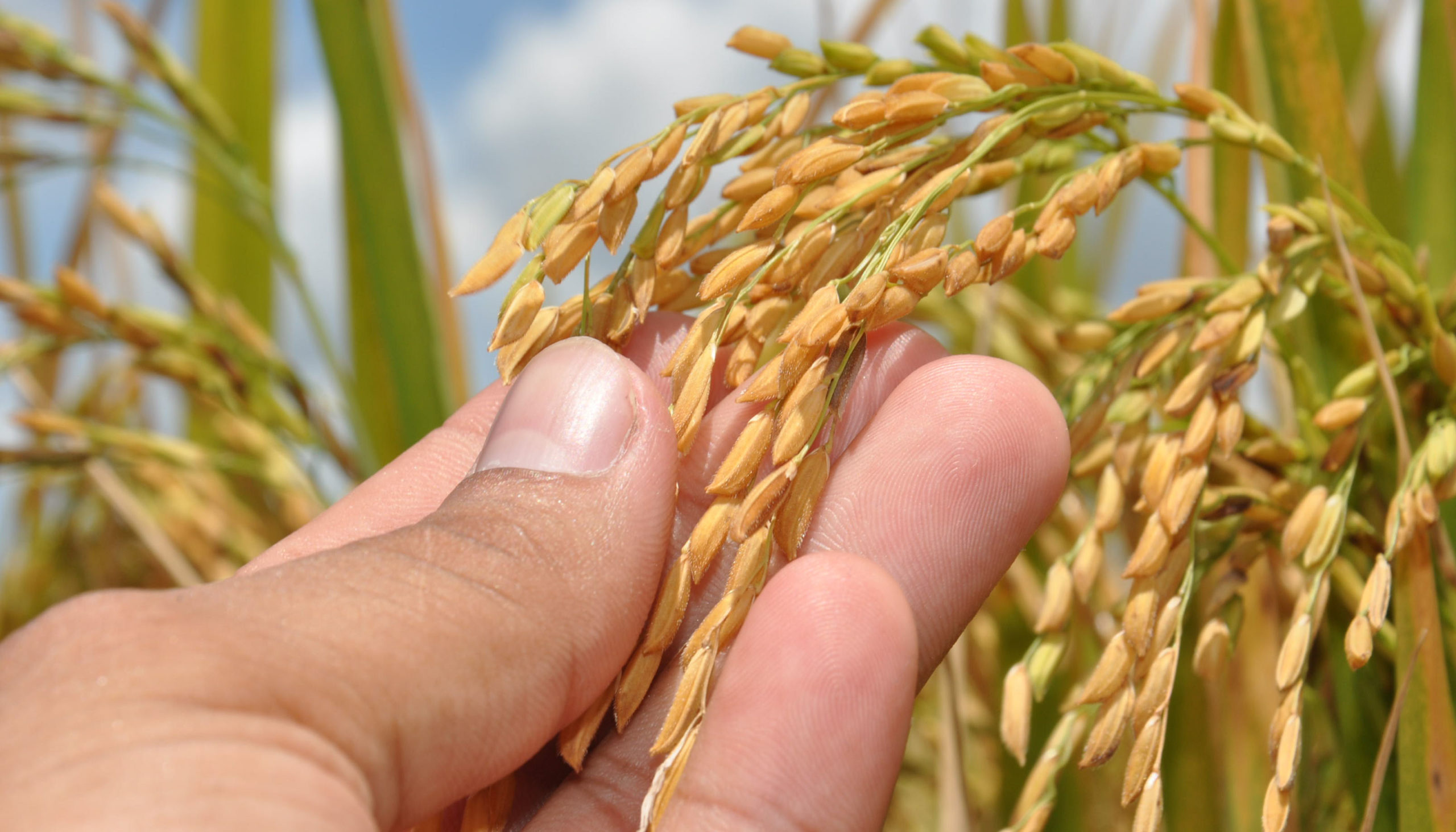 Governo do Tocantins investe em tecnologia e produtividade e mant&eacute;m lideran&ccedil;a na produ&ccedil;&atilde;o de arroz na Regi&atilde;o Norte