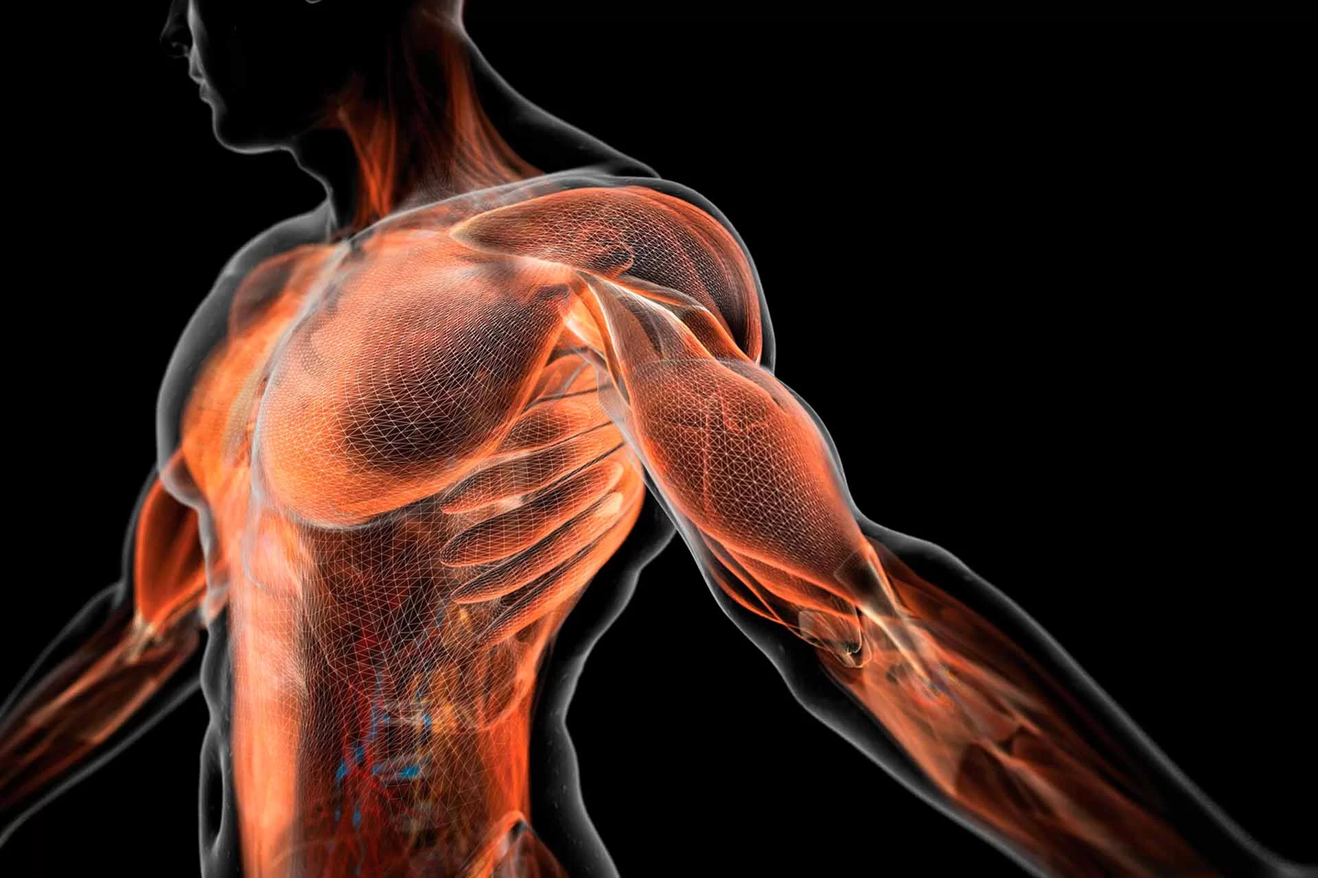 F&aacute;scia: o tecido que conecta todo o corpo e pode influenciar dores