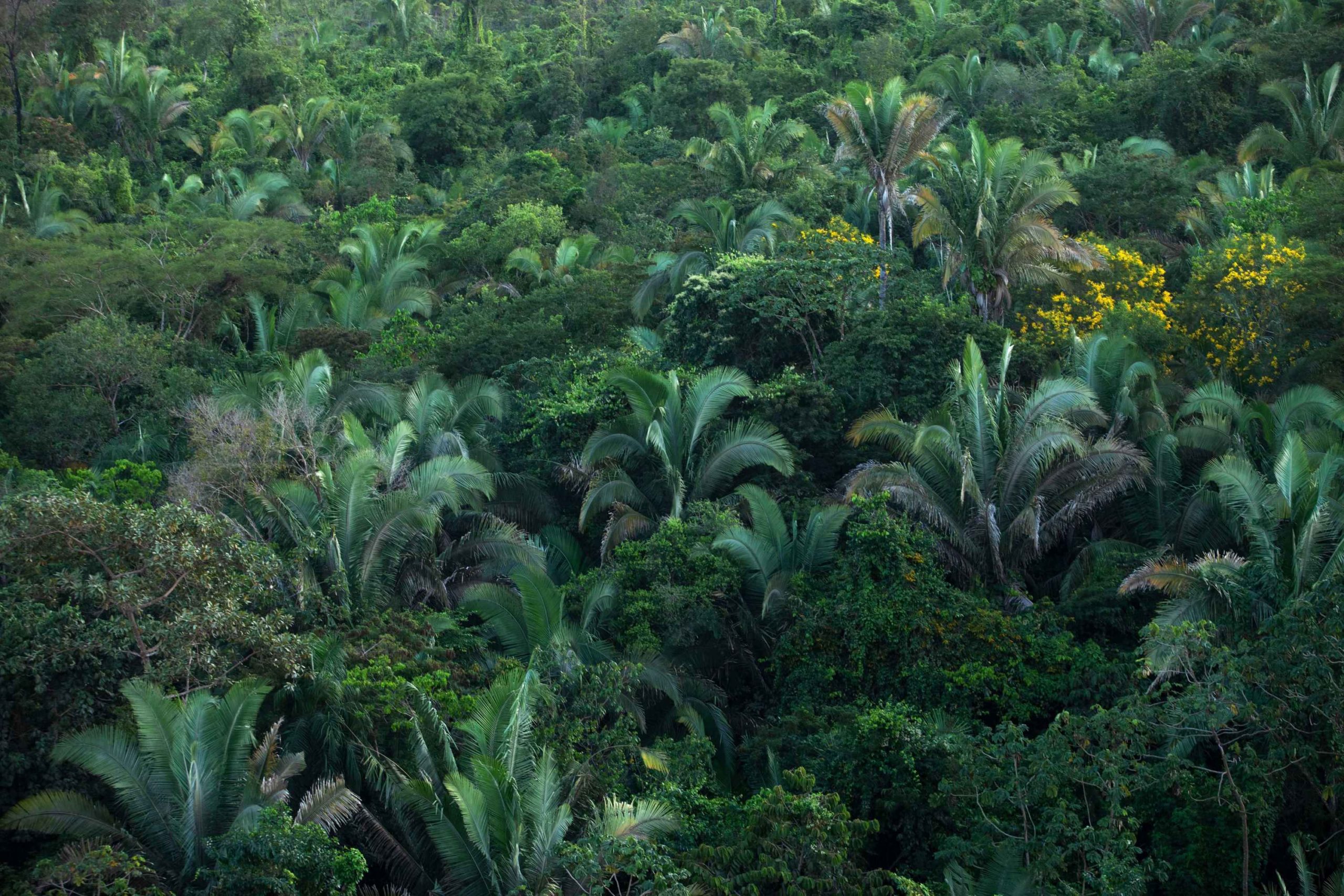 Rede Transformar anuncia projeto selecionado no Tocantins pelo edital &ldquo;Floresta em P&eacute;&rdquo;