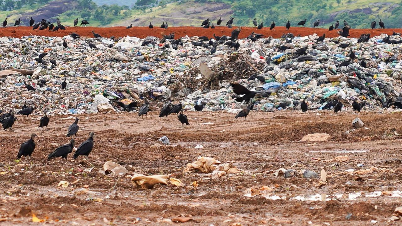 MPTO cobra fim do descarte irregular de res&iacute;duos animais em quatro cidades do sudeste do Tocantins