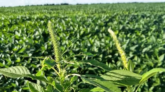 Tocantins em alerta: praga que amea&ccedil;a soja e milho pode chegar ao estado