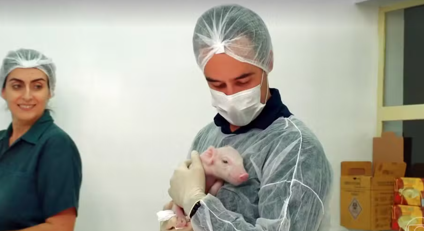 Brasil clona primeiro e avan&ccedil;a para produzir &oacute;rg&atilde;os humanos, veja o que muda