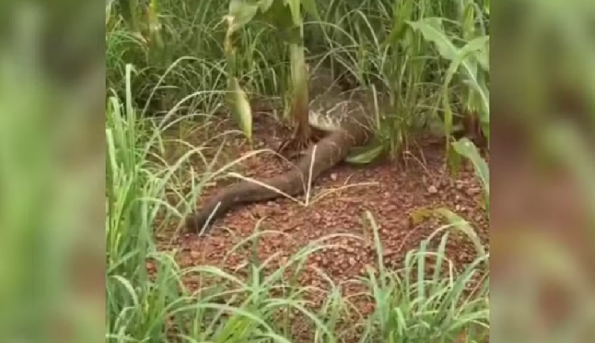Cascavel gigante surpreende em planta&ccedil;&atilde;o de milho no interior do Tocantins; veja v&iacute;deo